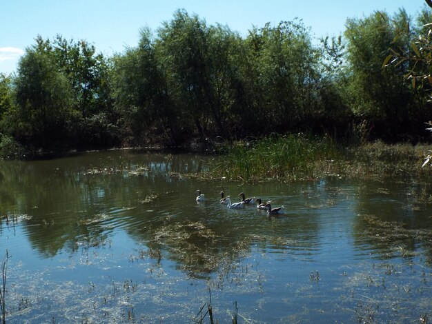 View of ducks swimming in lake