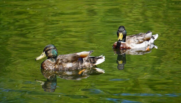 View of ducks swimming in lake