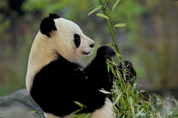 Photo view of a eating plant