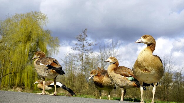 Photo view of an egyptian goose family