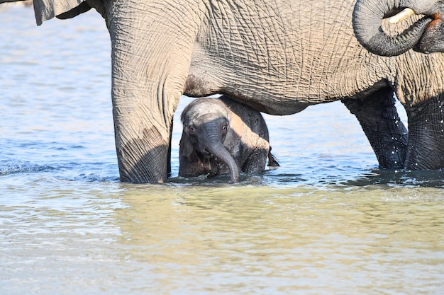 Photo view of elephant drinking water
