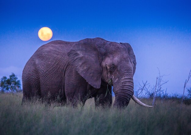 Foto vista di un elefante sul campo contro il cielo