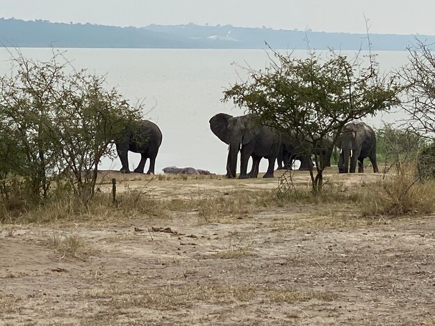 Foto vista di un elefante sul campo contro il cielo