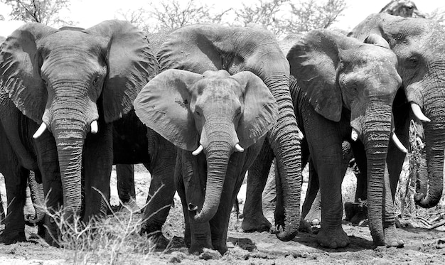 Foto la vista di un elefante sul campo