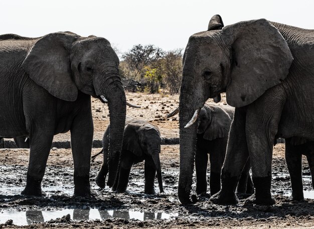 Foto la vista di un elefante sul campo