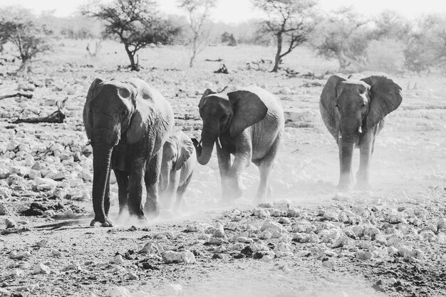 Foto la vista di un elefante sul campo