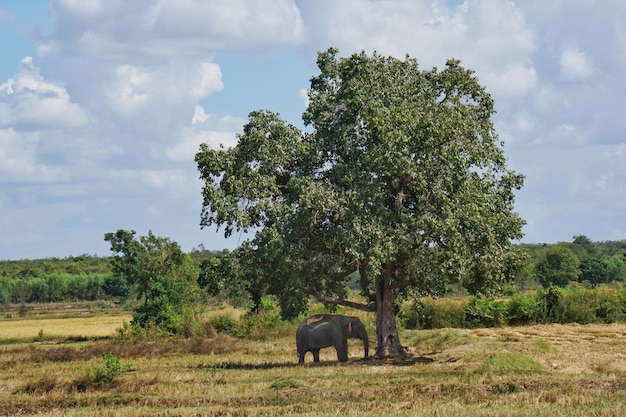 Foto la vista di un elefante sul campo