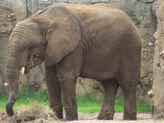 Photo view of elephant in field