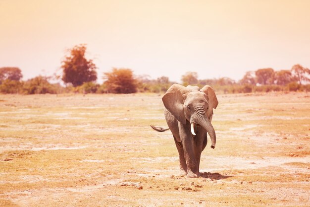 Photo view of elephant on field