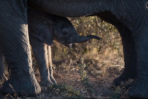 View of elephant on field