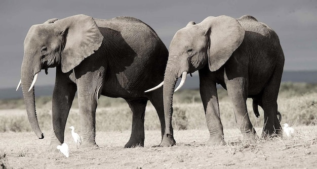 Foto la vista di un elefante sul campo