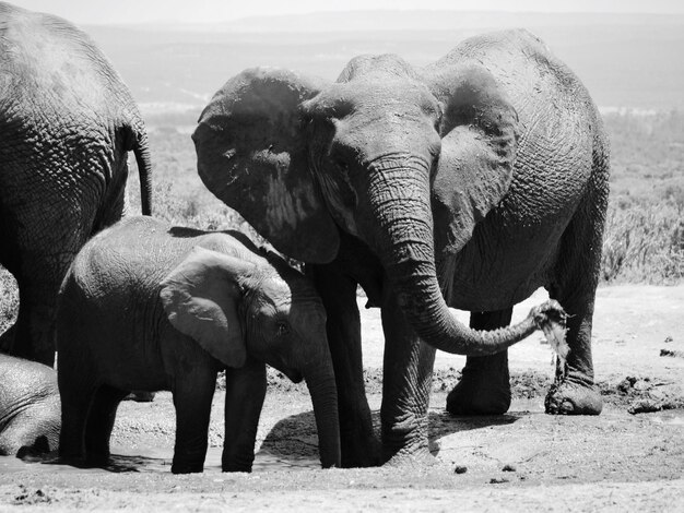 Foto vista dell'elefante sul campo