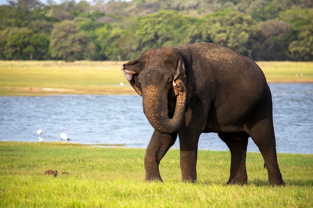 Photo view of elephant on field