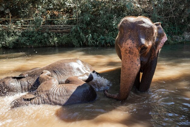 Foto vista di un elefante nel lago