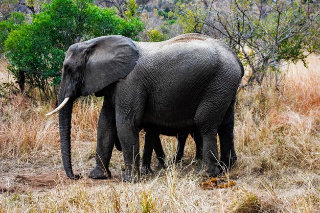 Photo view of elephant in park