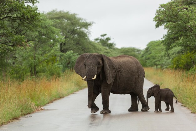 View of elephant walking on road