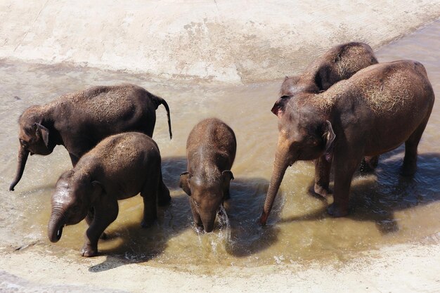 Foto vista di un elefante in acqua