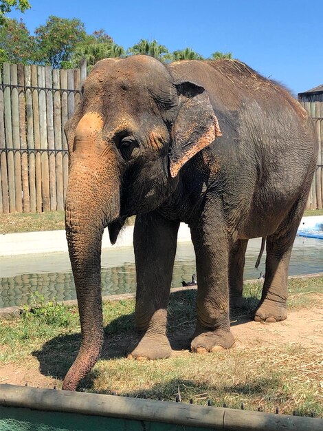 View of elephant in zoo