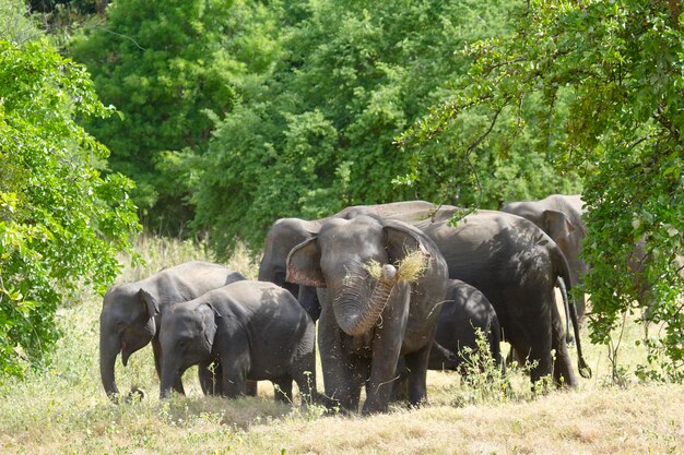 View of elephant