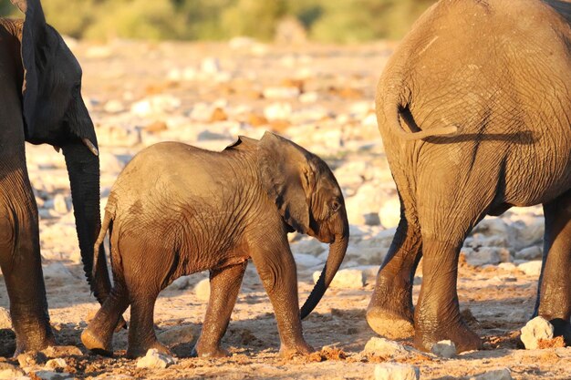 Foto la vista di un elefante