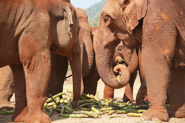 Foto la vista di un elefante