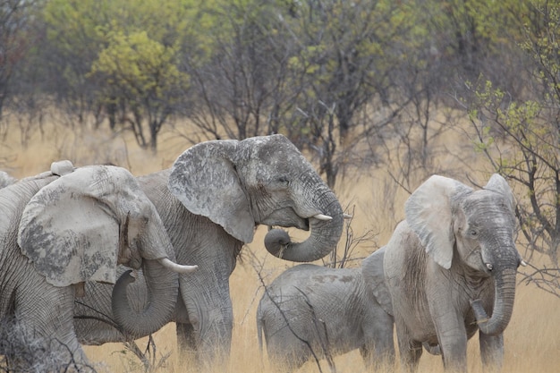 Photo view of elephant