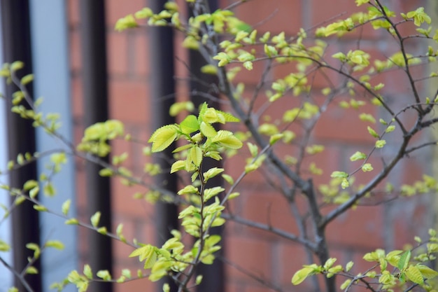 view of emerging leaves of plant