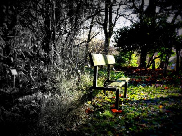 Photo view of an empty bench at park