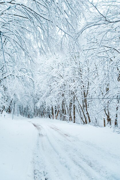 View of empty winter trail covered by snow