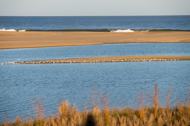 View of the entrance of the Garzon lagoon to the Atlantic Ocean with a group of seagulls nesting