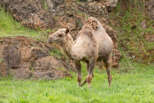 大きな砂漠に適応した動物の直立したヒトコブラクダの眺め