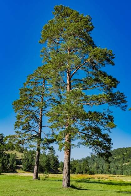 Foto vista sugli alberi sempreverdi sul monte zlatibor in serbia