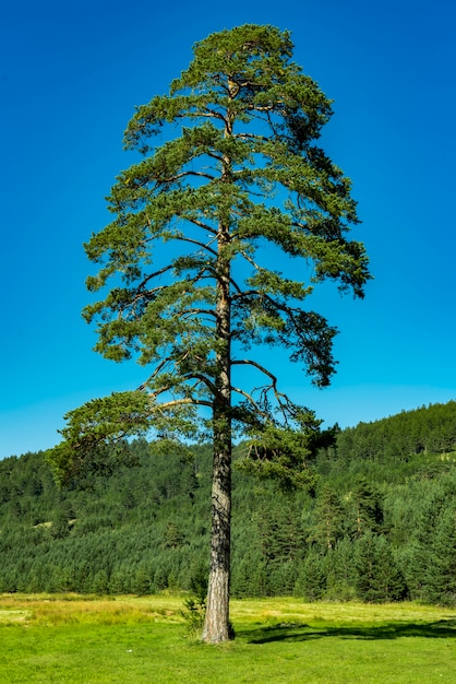 Вид на вечнозеленые деревья на горе Златибор в Сербии.