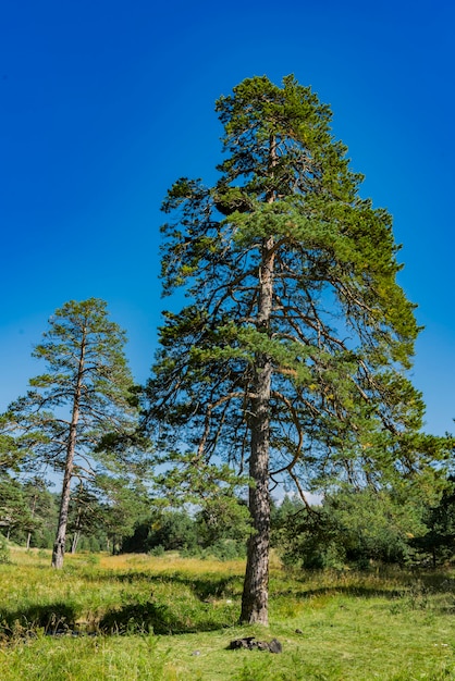 View at evergreen trees on the Zlatibor mountain in Serbia