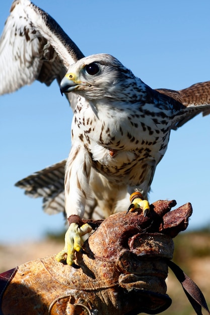 View of a falconer's glove with a falcon on top of it.