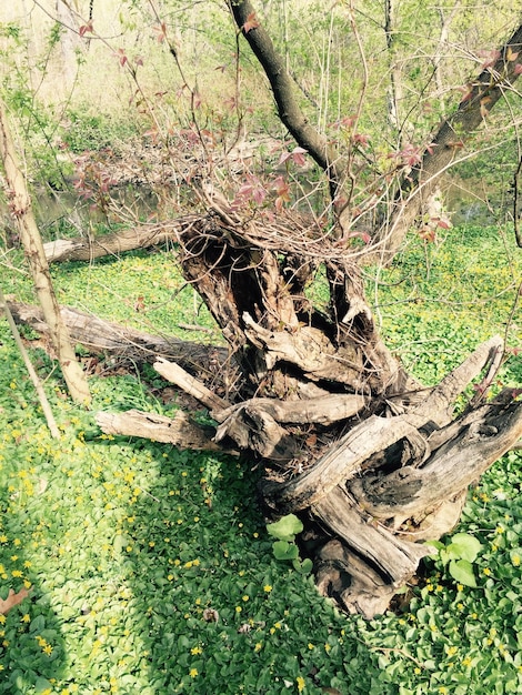 View of fallen tree in the forest