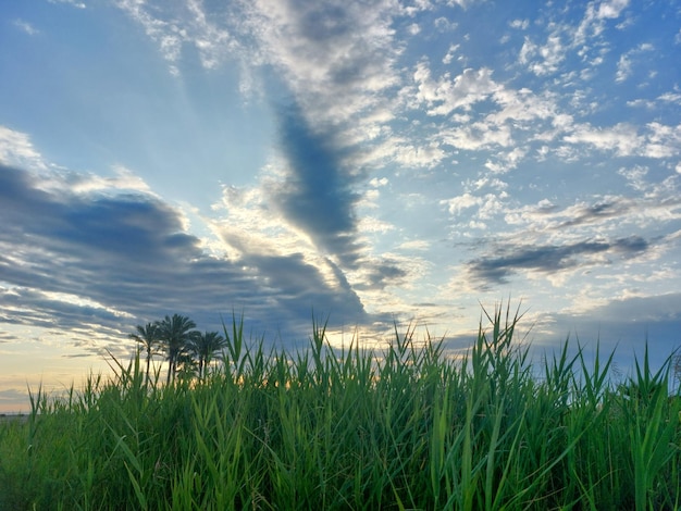 A view of a farm with palm trees