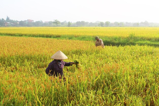 View of farmer working at field