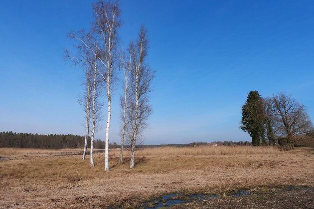 View of field against blue sky