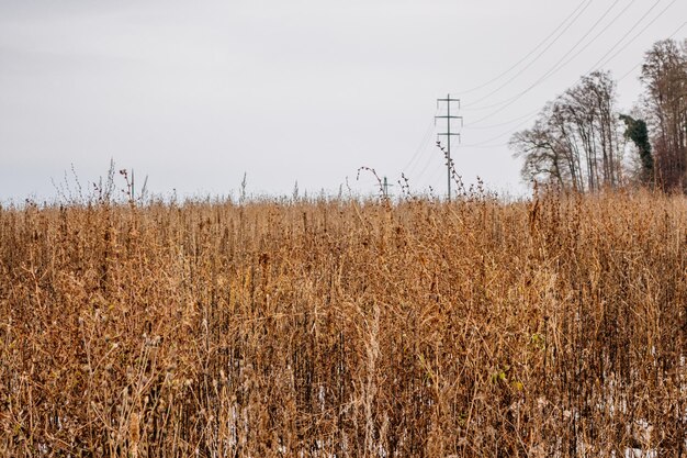 View of field against sky