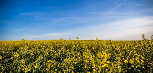 View of field against sky