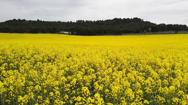 View of field against sky