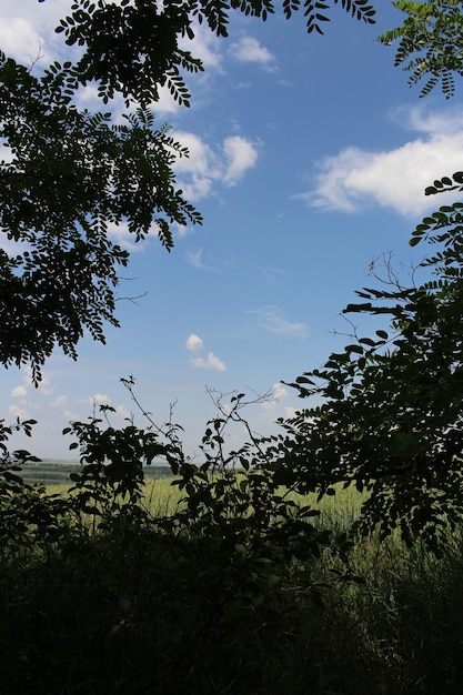 A view of a field and trees