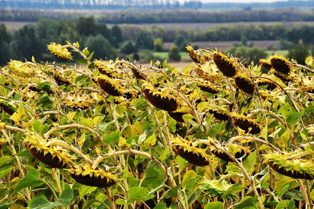 Photo view of the field with ripe sunflowers. autumn, harvesting. sunflowers on a blurred background.