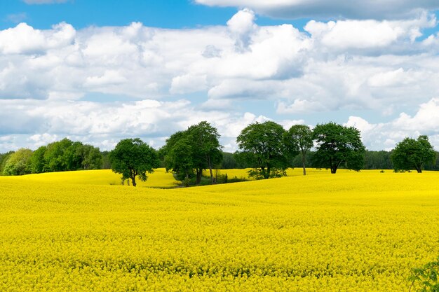 View of a field of yellow rapeseed against a blue sky with white clouds