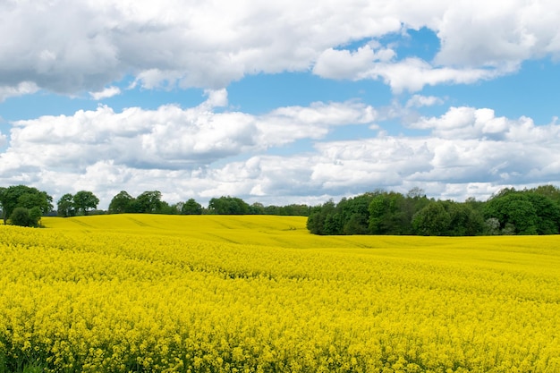 View of a field of yellow rapeseed against a blue sky with white clouds