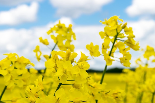 View of a field of yellow rapeseed against a blue sky with white clouds