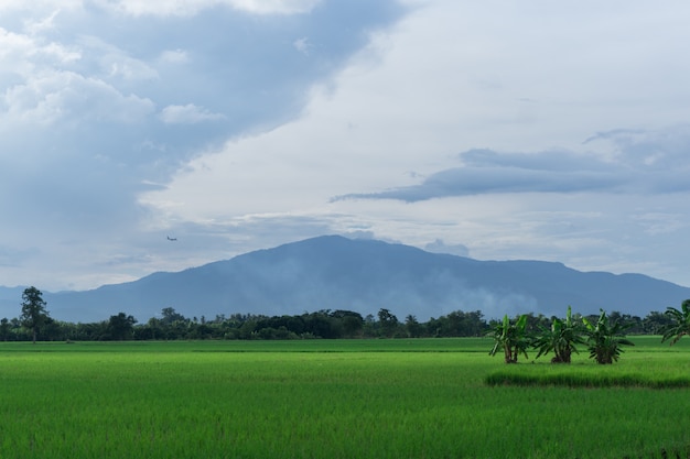 View of filed of rice with blue sky and mountain backgroud