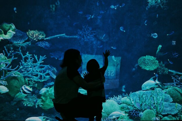 Foto vista dei pesci in acquario