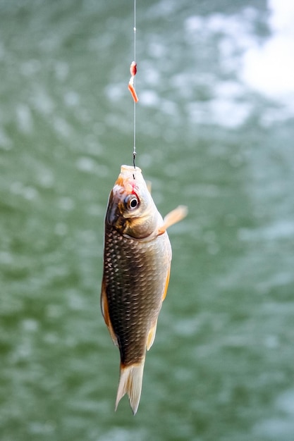 Foto veduta di un pesce appeso alla canna da pesca